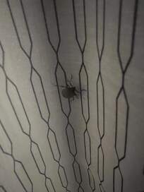 Stink bugs on curtains