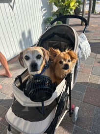Our boys also enjoy the stroll by the beach since they’re not allowed on the sand.