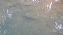 Gar off the dock. Smaller of 2 we saw.