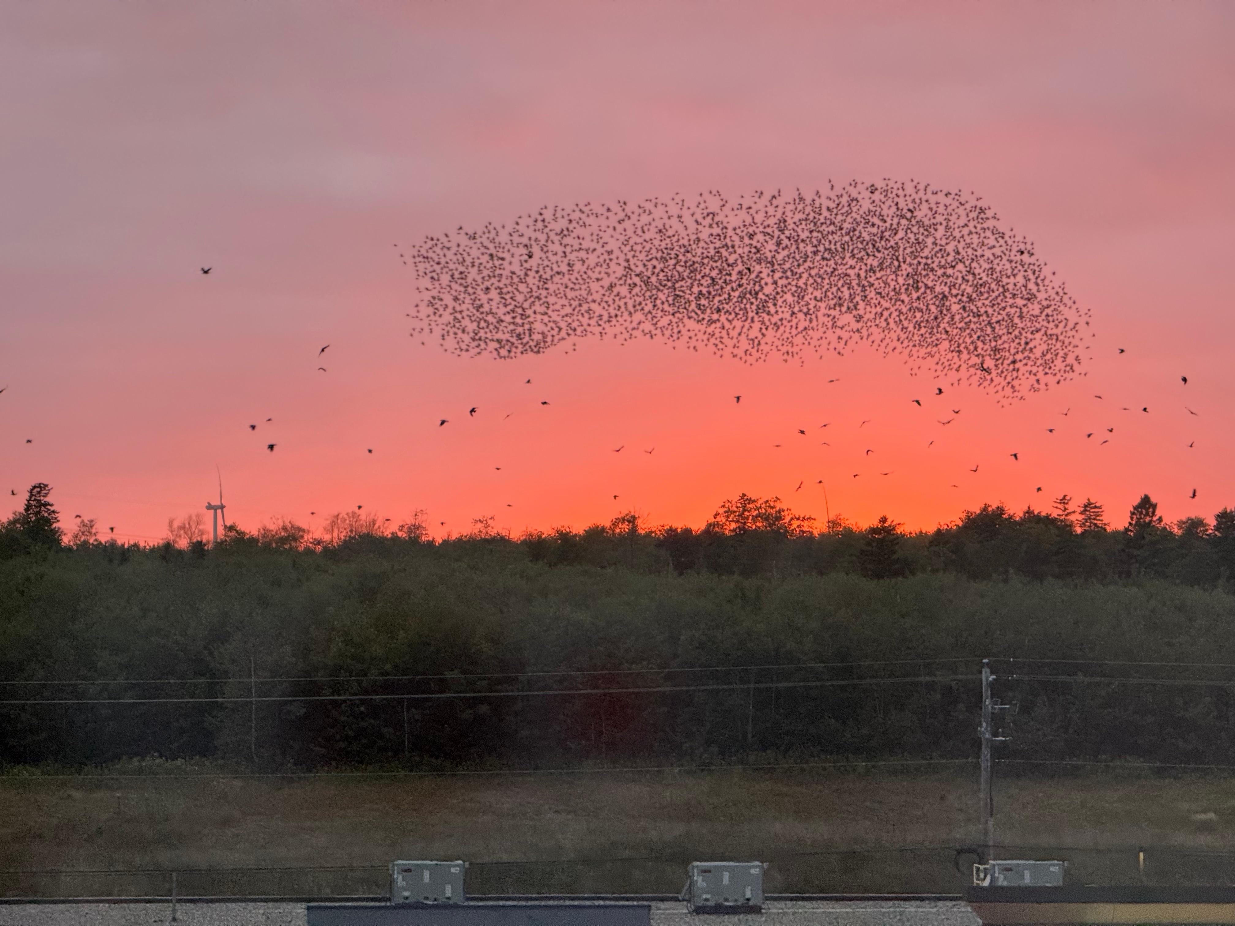 Sunset provided a colourful backdrop while I watched the starling murmuration undulate back and forth across the sky