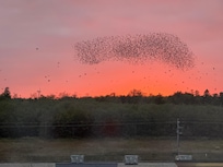 Sunset provided a colourful backdrop while I watched the starling murmuration undulate back and forth across the sky