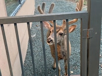 Friendly deer we named “Bob”