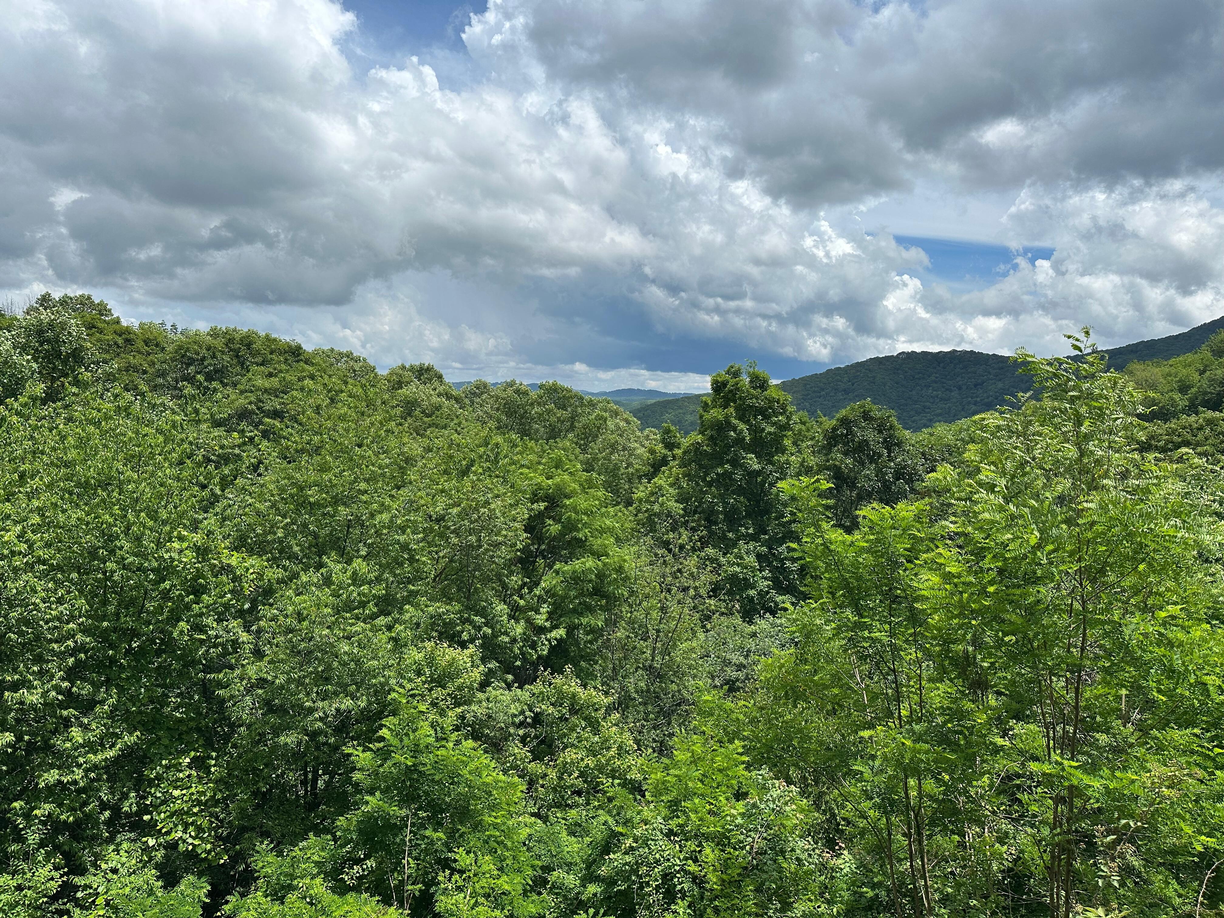View from the back porch.