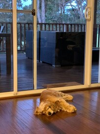 Our little dog was very comfortable.