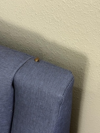 dead roach on seat inside of hotel room