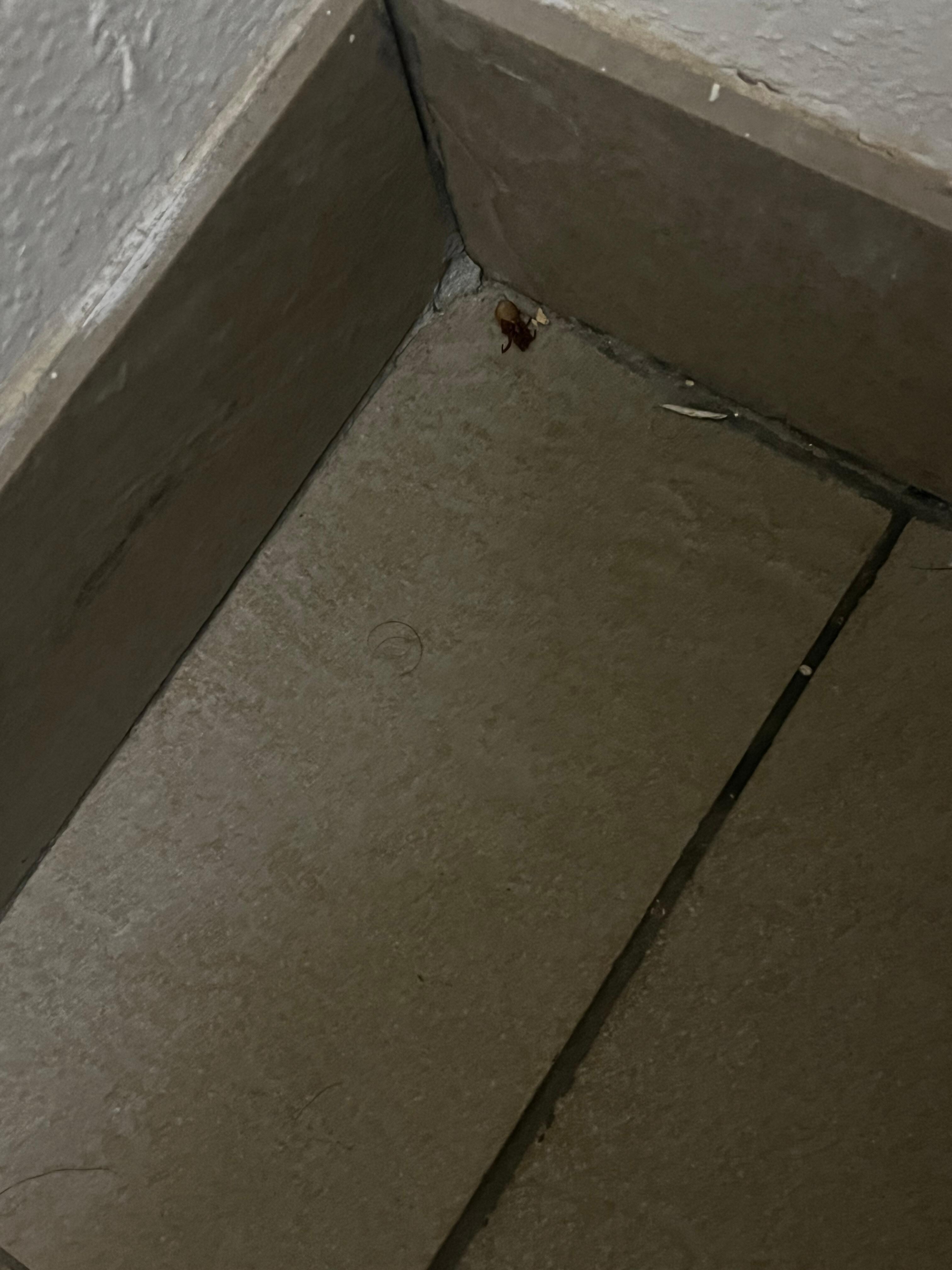 Dead bug