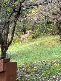 Wonderful for viewing wildlife.