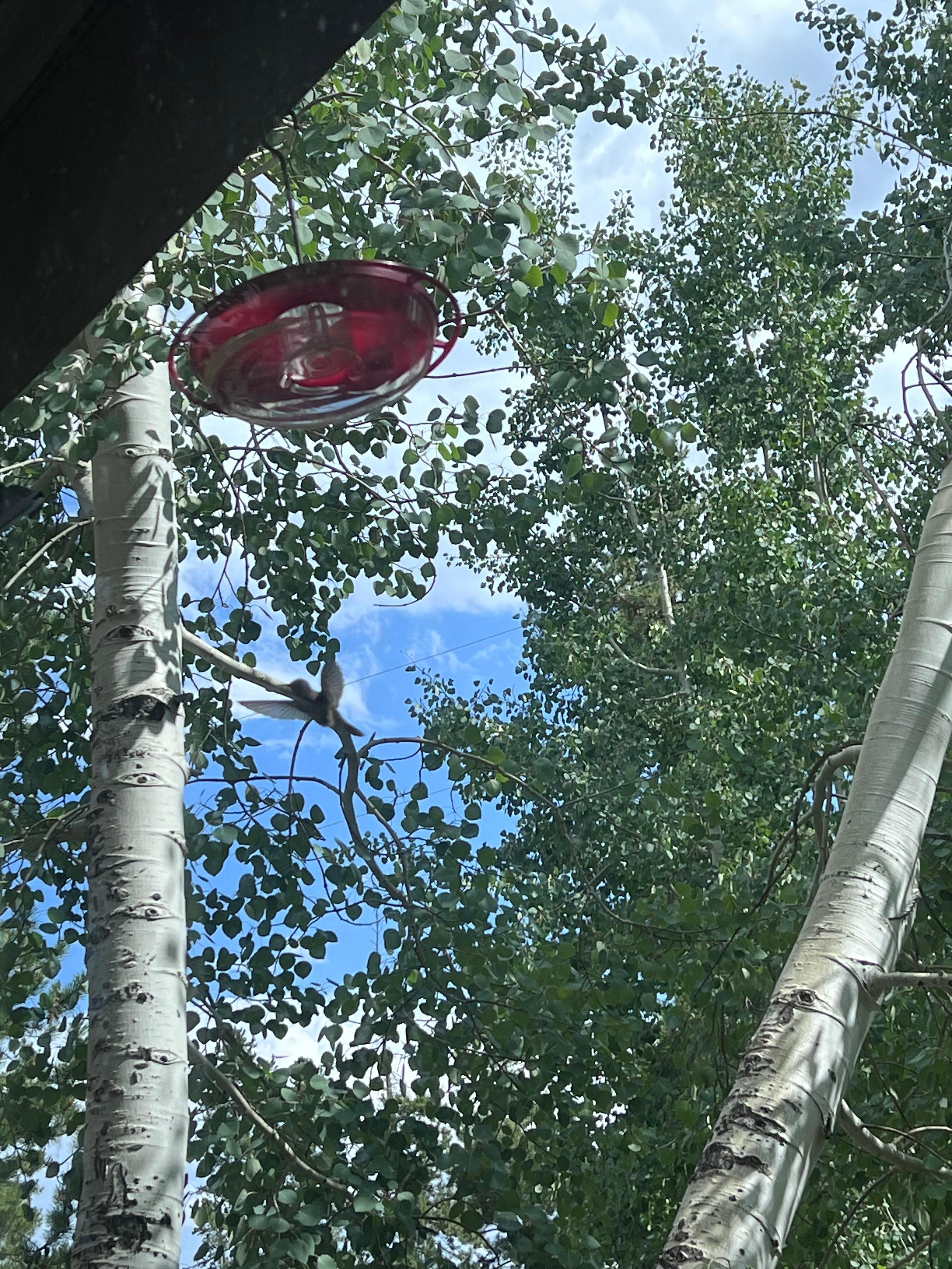 Hummingbirds outside the picture window