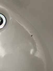 A baby roach crawled out of the bathroom sink.