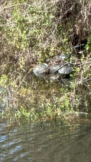 From the screened in porch