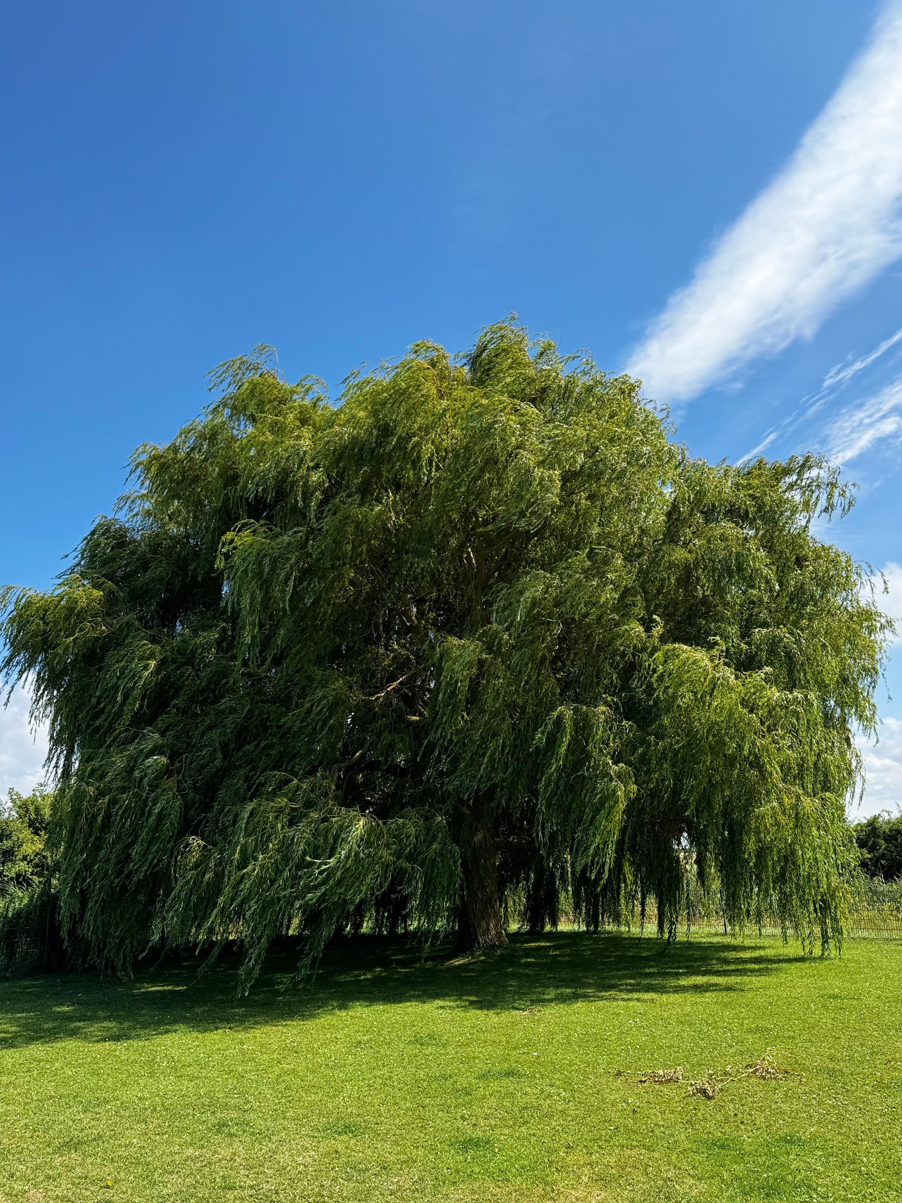 diese wundervolle Trauerweide ist ein Augenschmaus 