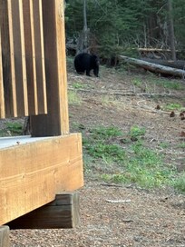 Mama Bear