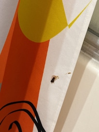 Genuinely how do you miss this while cleaning?