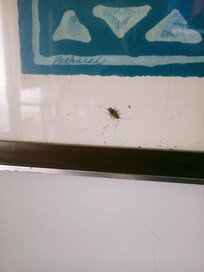 It was actually Alive
