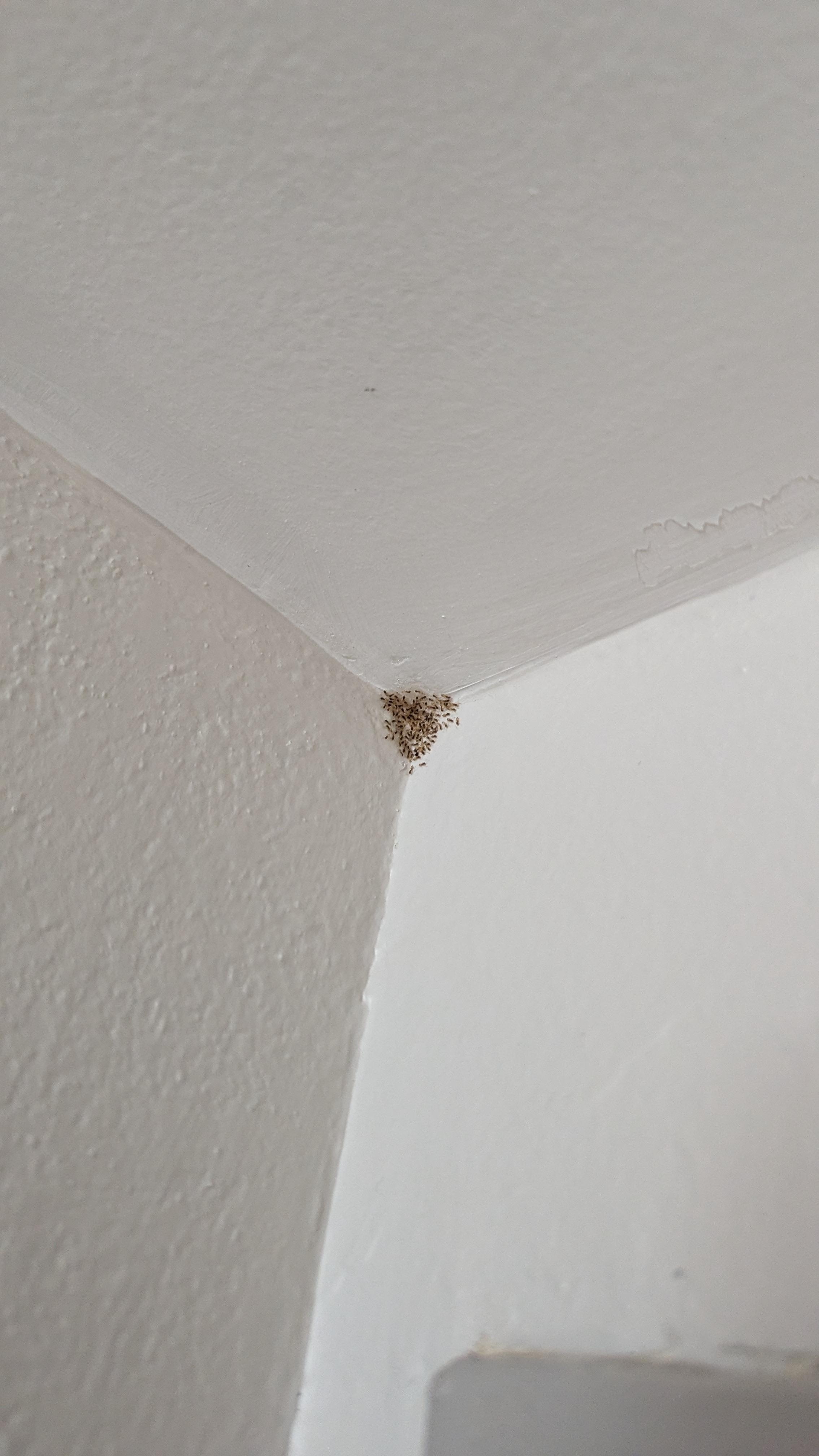 These were all over when food was left on the counter!! WORST HOTEL!