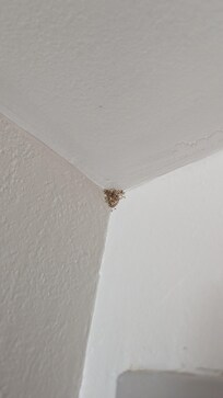 These were all over when food was left on the counter!! WORST HOTEL!