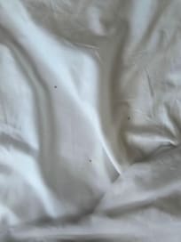 Ants on bed sheet