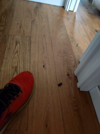 Des cafards dans tout le logement