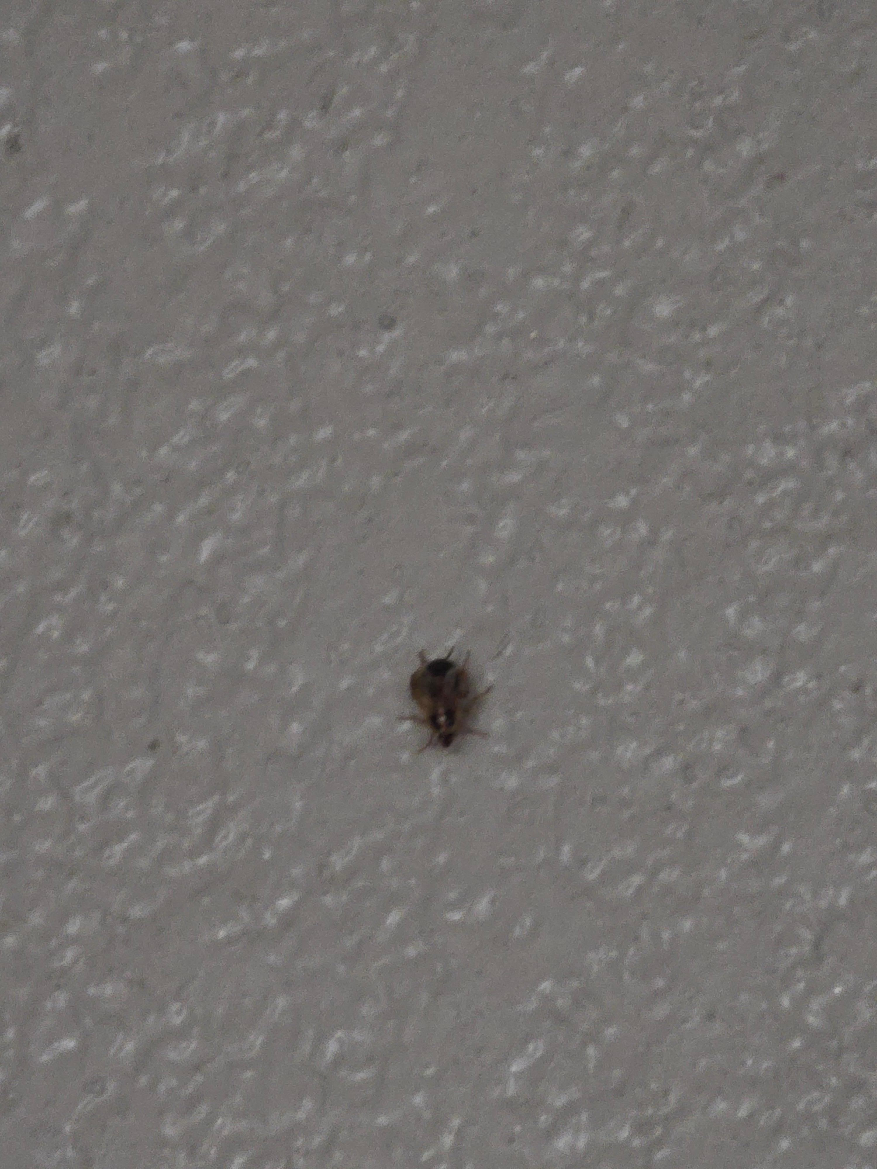 Roach on the wall over one bed