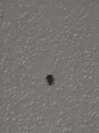 Roach on the wall over one bed