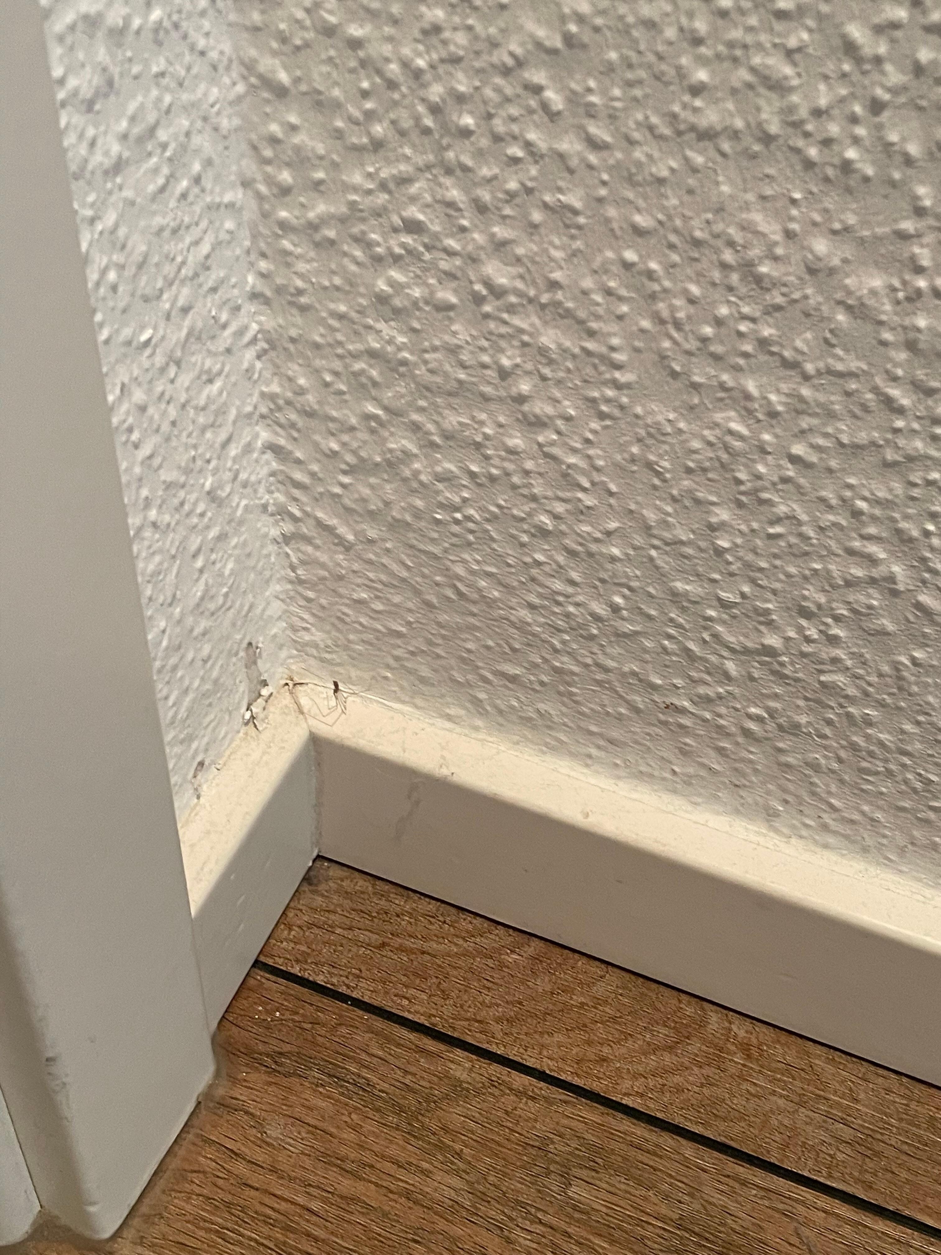 Spinnenweben und Leichen