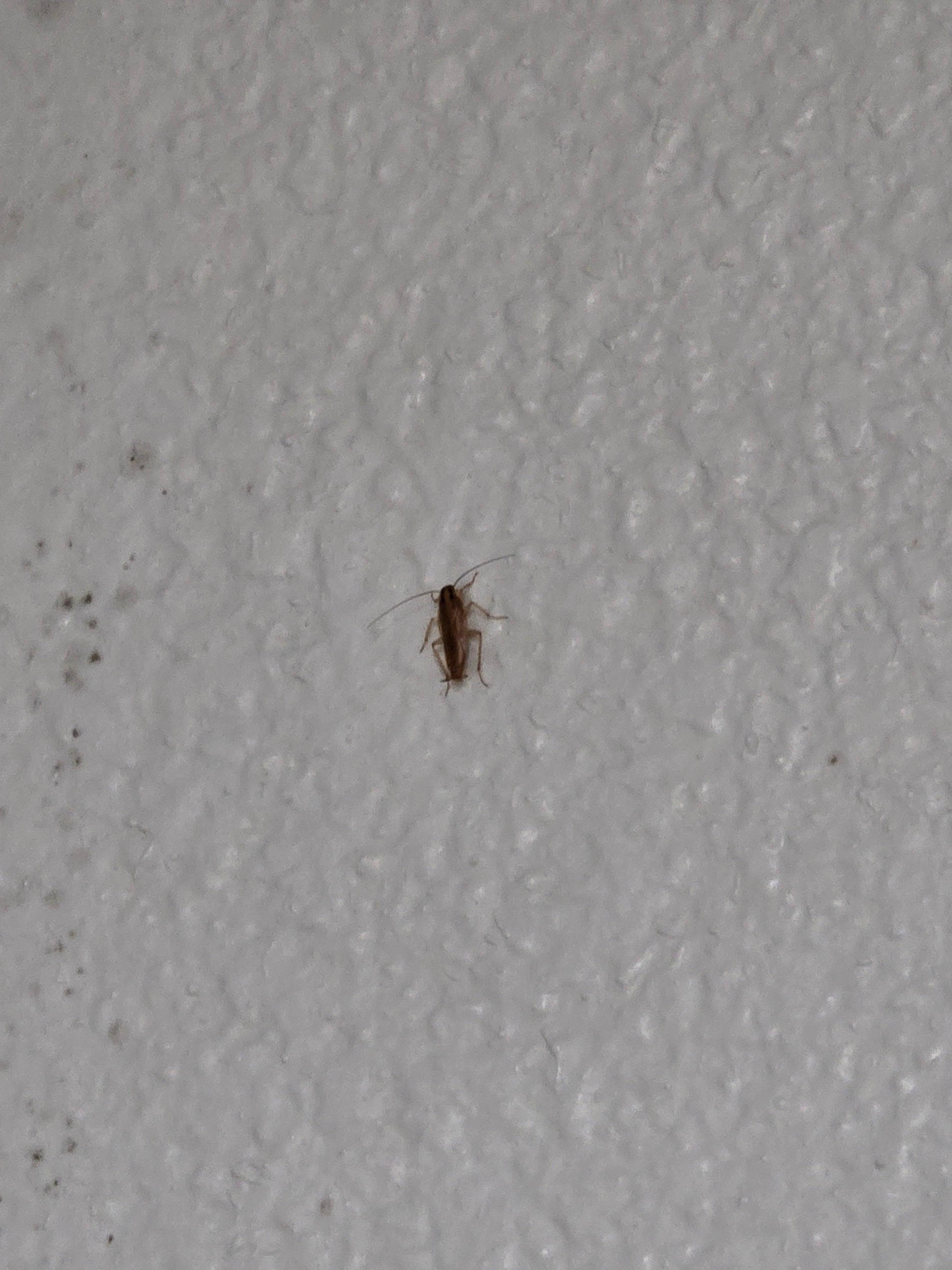 Roach on the wall in the bathroom