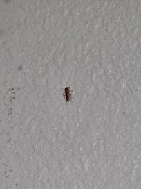 Roach on the wall in the bathroom