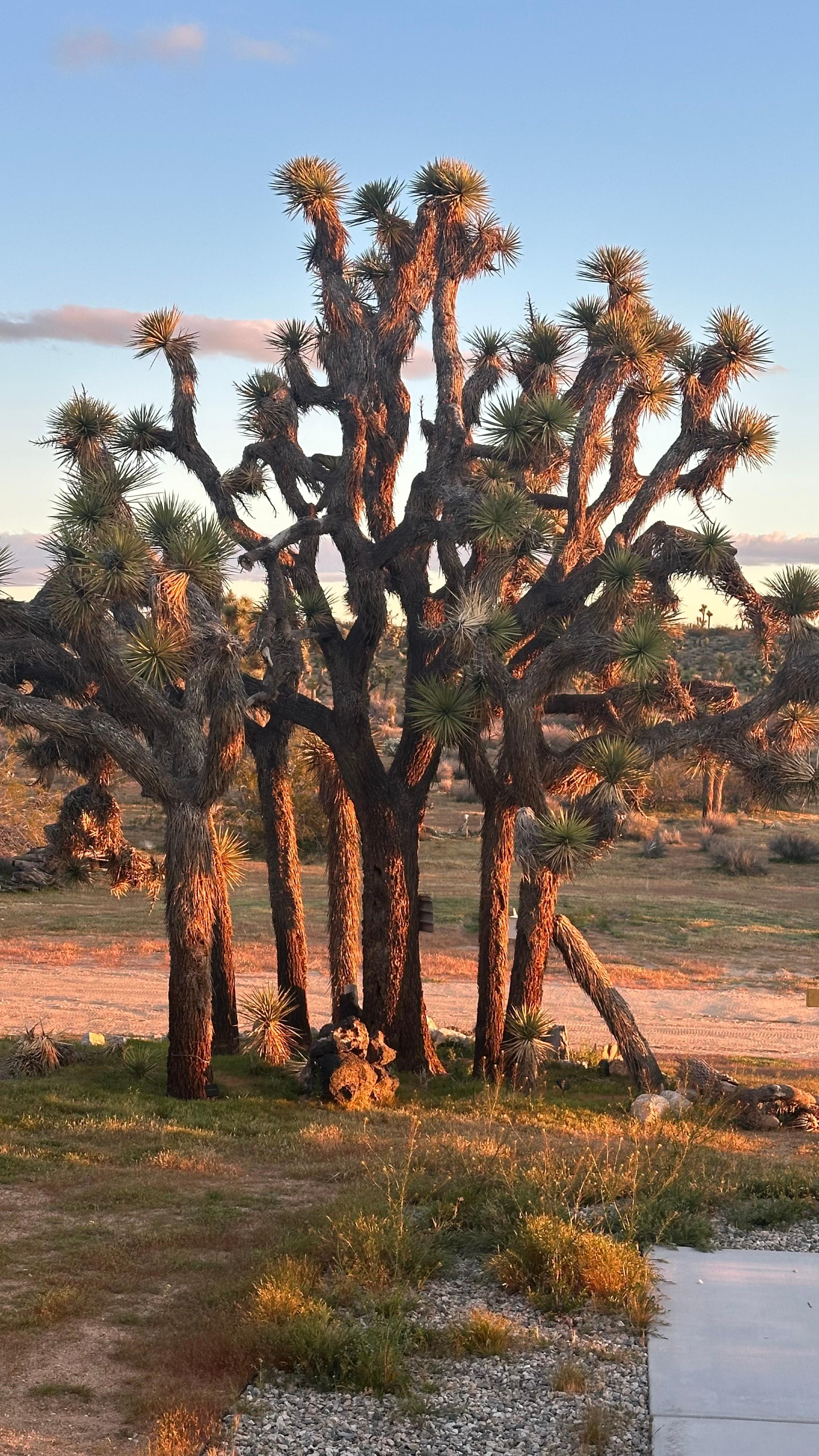 Joshua’s on the property 