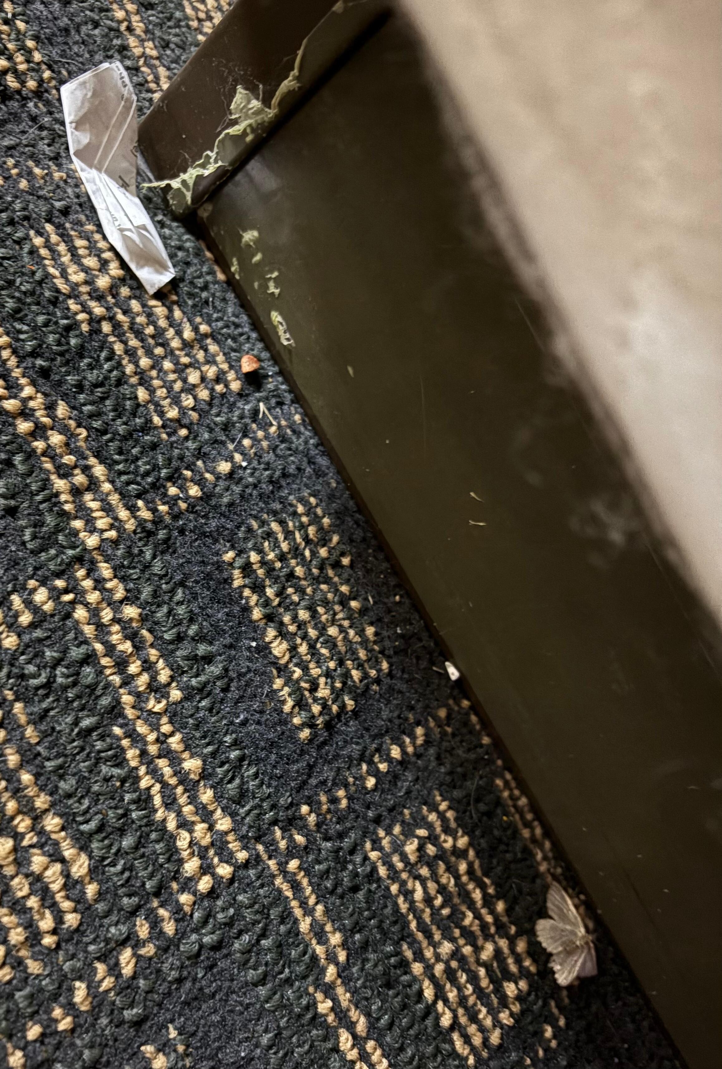 end of bed, trash & insects