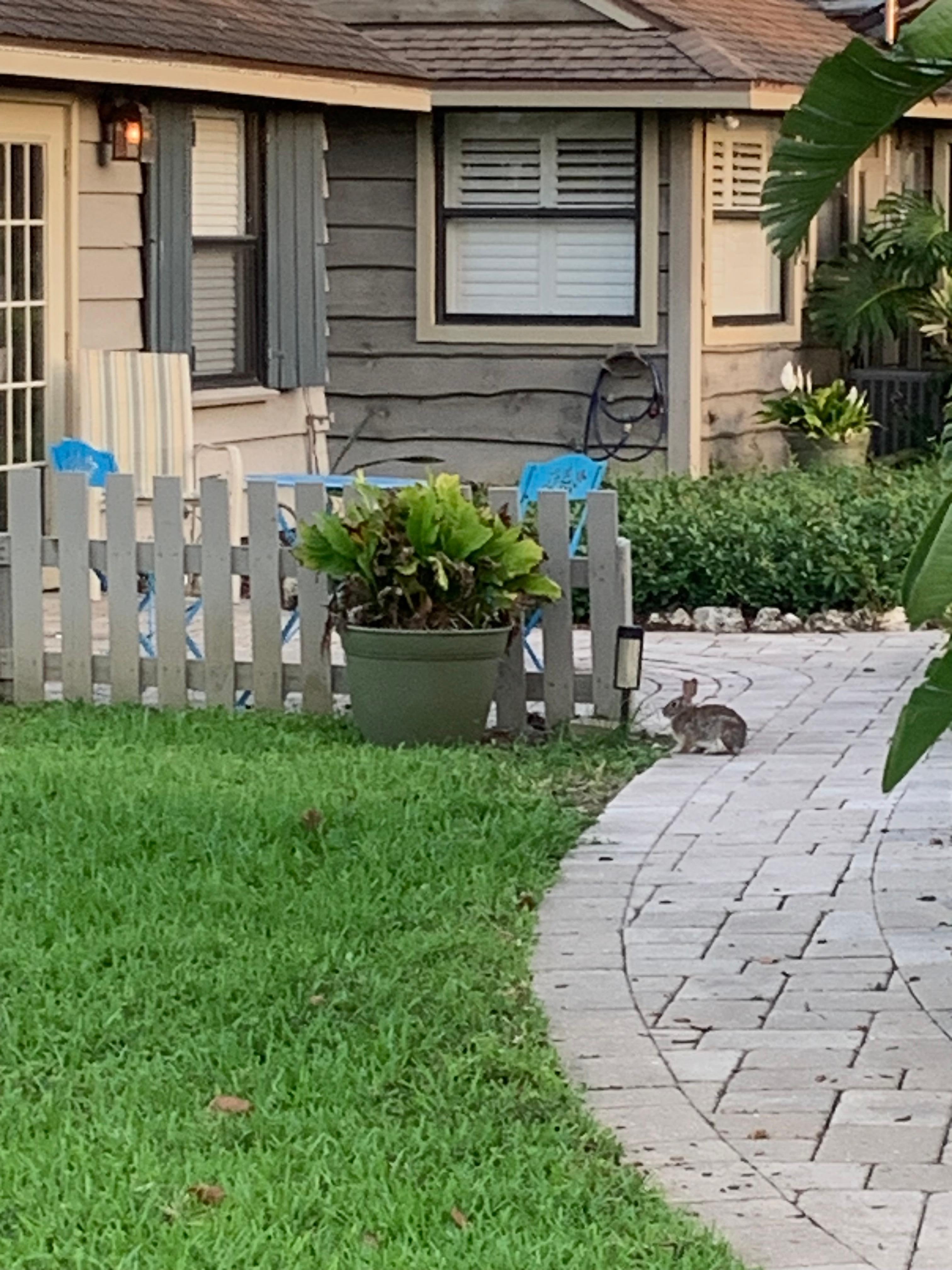 Had a little visitor one night! 