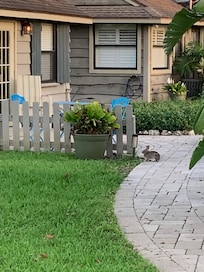 Had a little visitor one night!