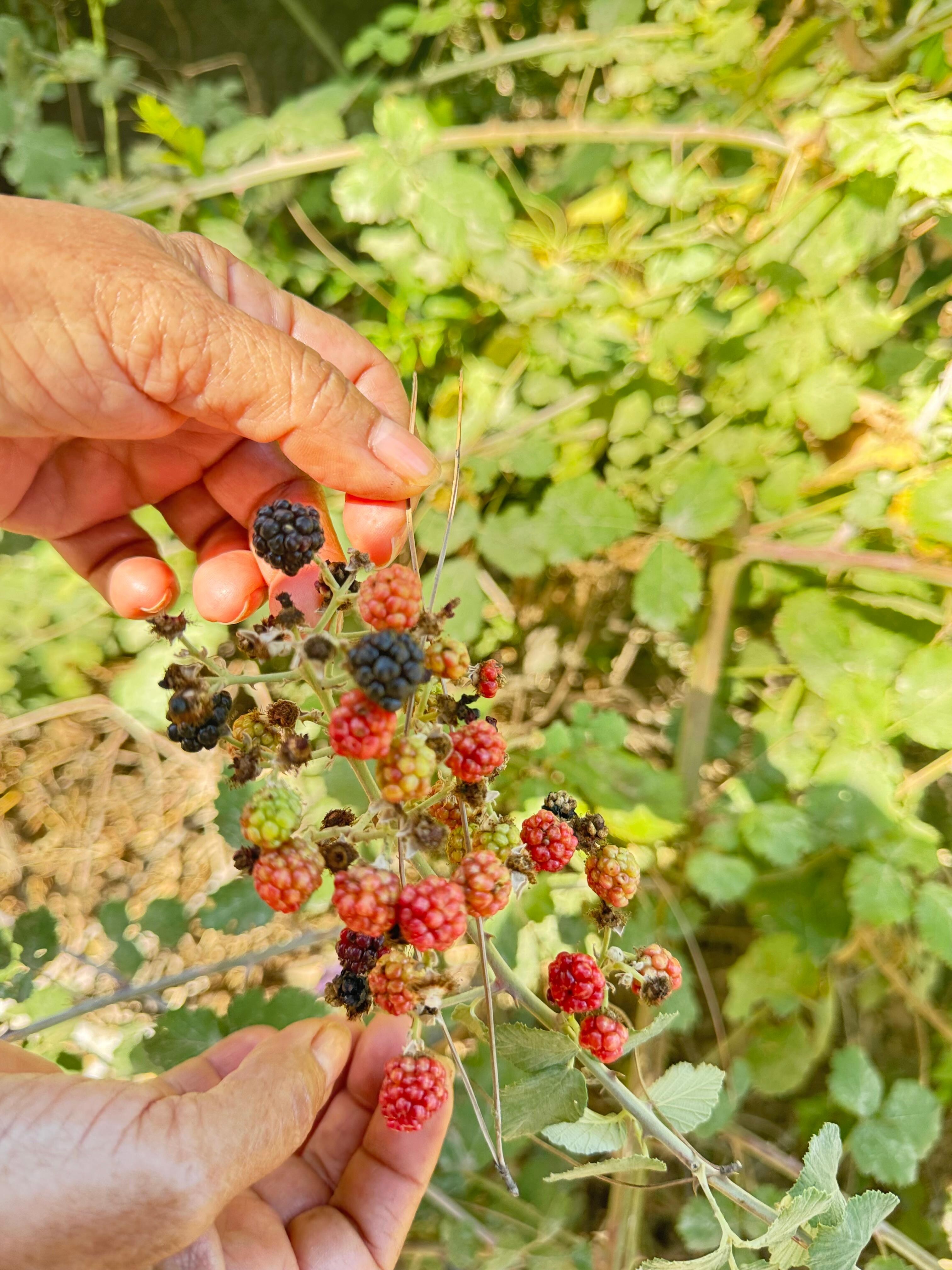 İşte güzel böğürtlenler 