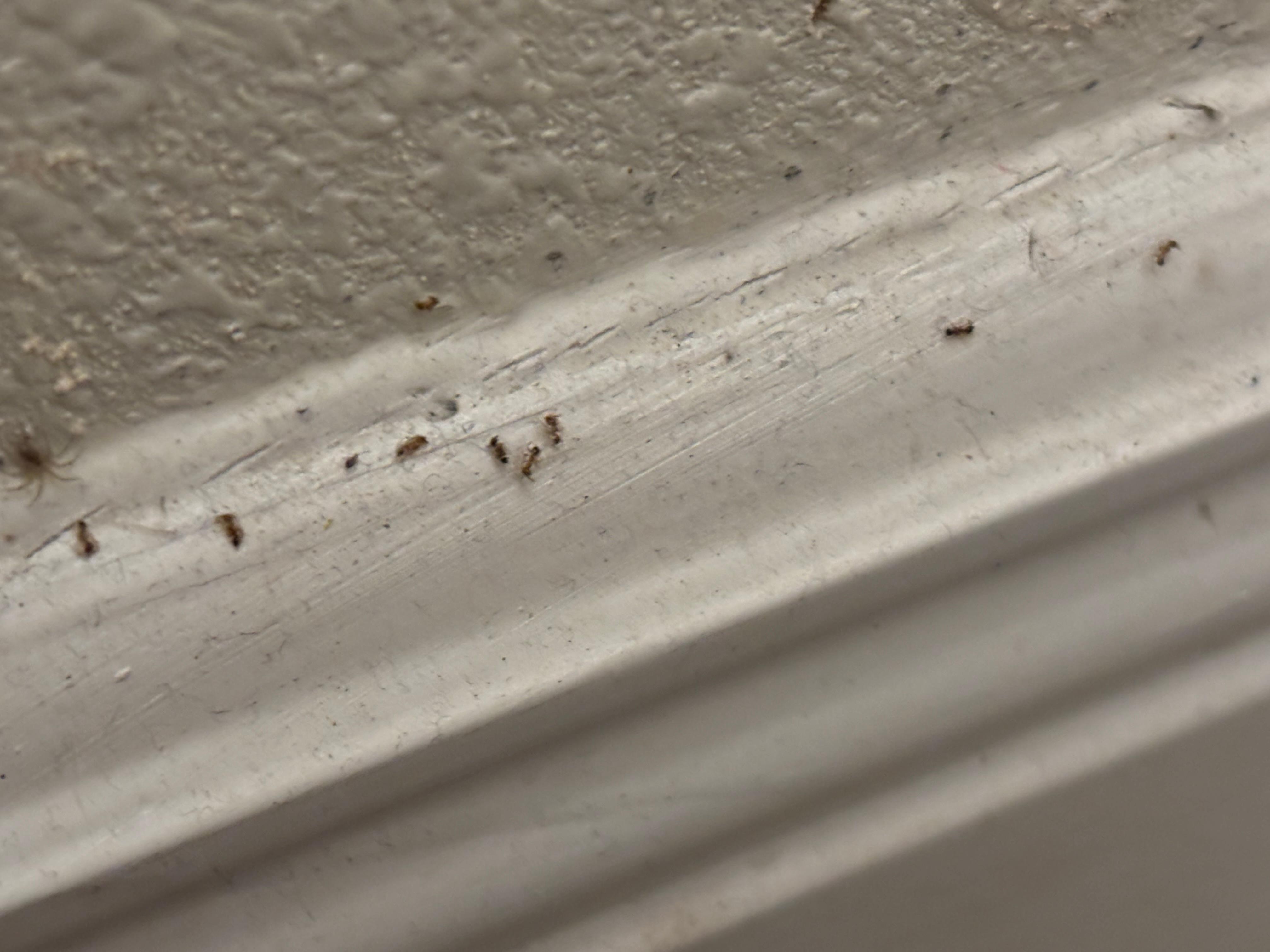 Dead ants in bathroom