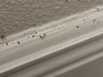 Dead ants in bathroom