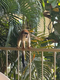 Monkey sightings
