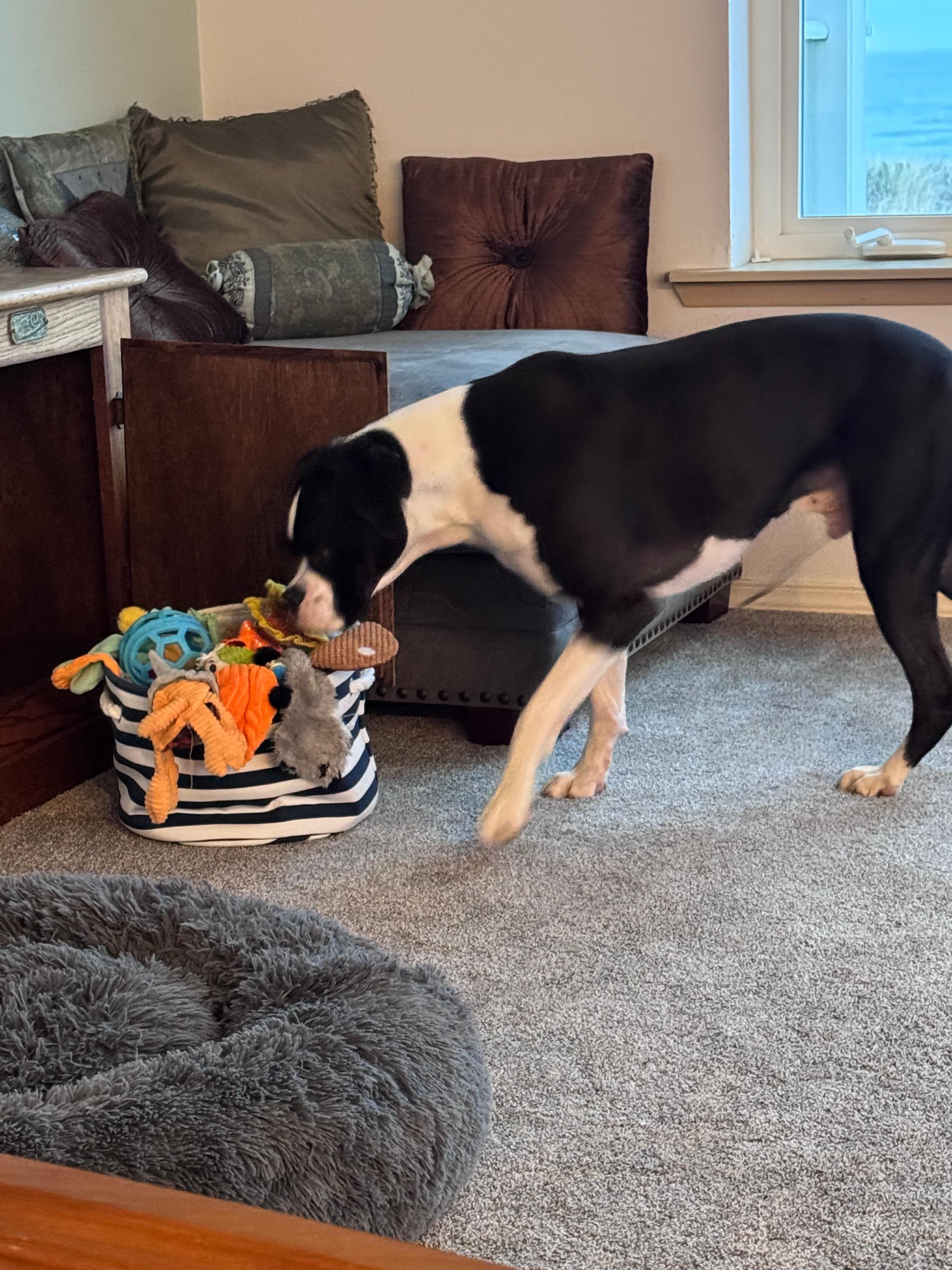 Our dog was in heaven when he discovered the toy basket.