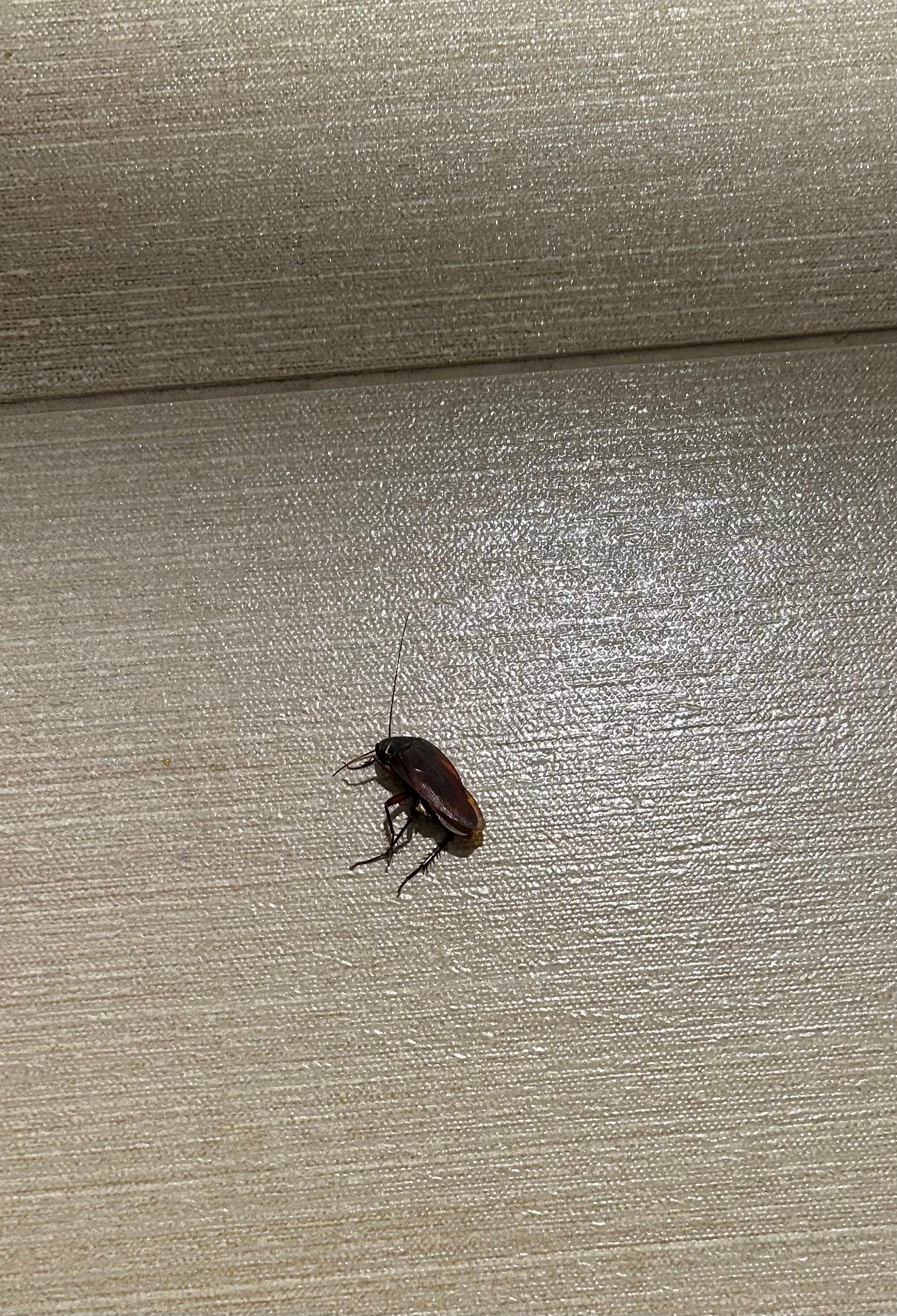 This is the huge bug I had to kill in the bathroom before I could take a shower! 