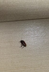 This is the huge bug I had to kill in the bathroom before I could take a shower!