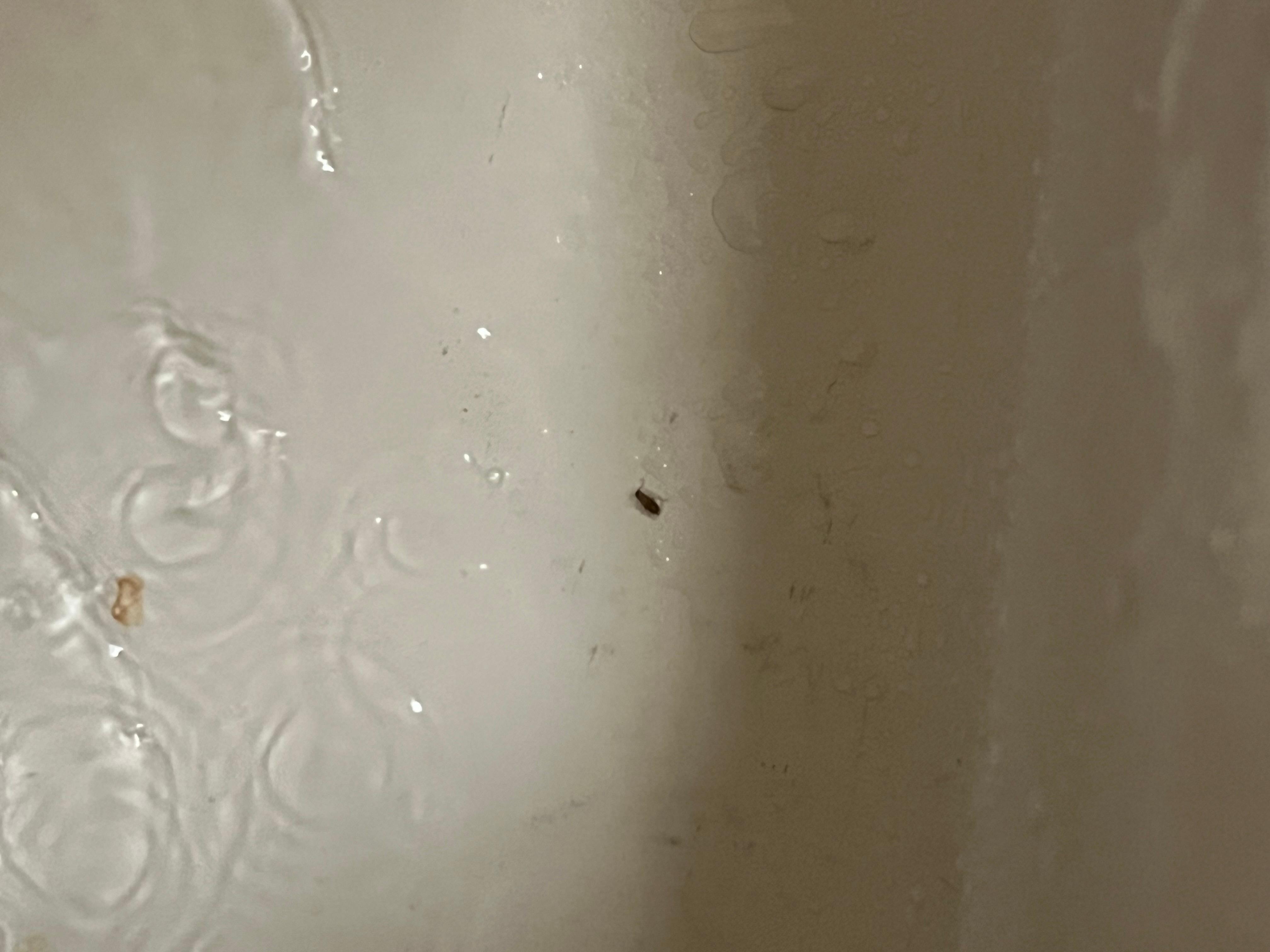 This is the roach that was in the shower on the shower curtain 