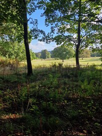 Deer grazing in the enclosure during a walk in the woodland and by lakes