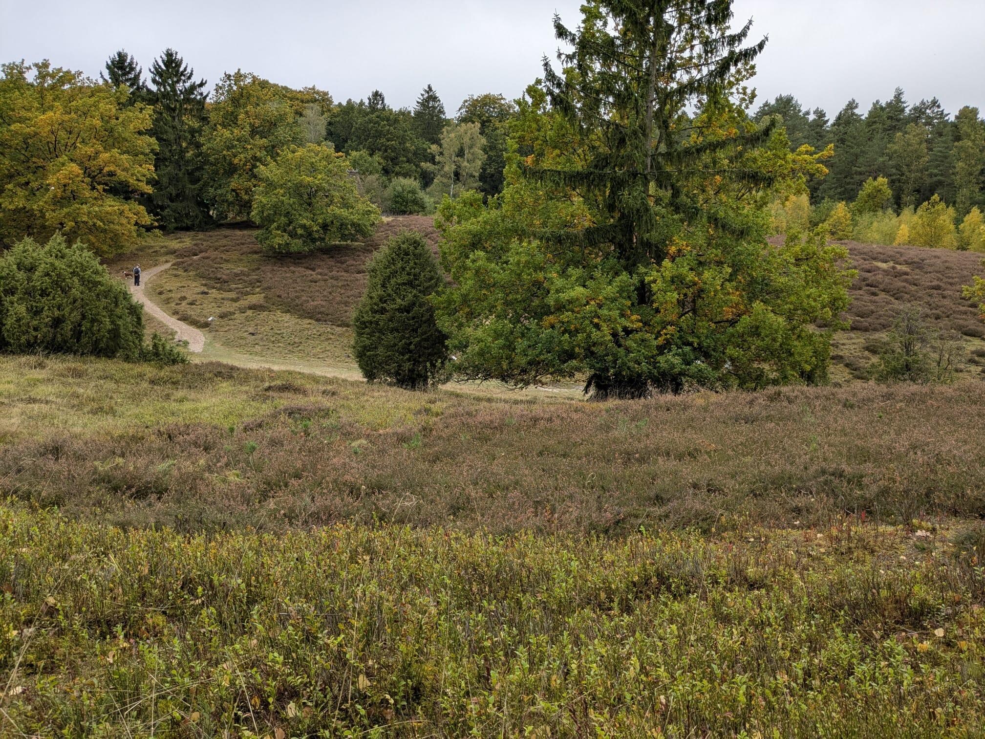 Misseldorfer Heide, zur Zeit verblüht, aber dennoch wunderschön