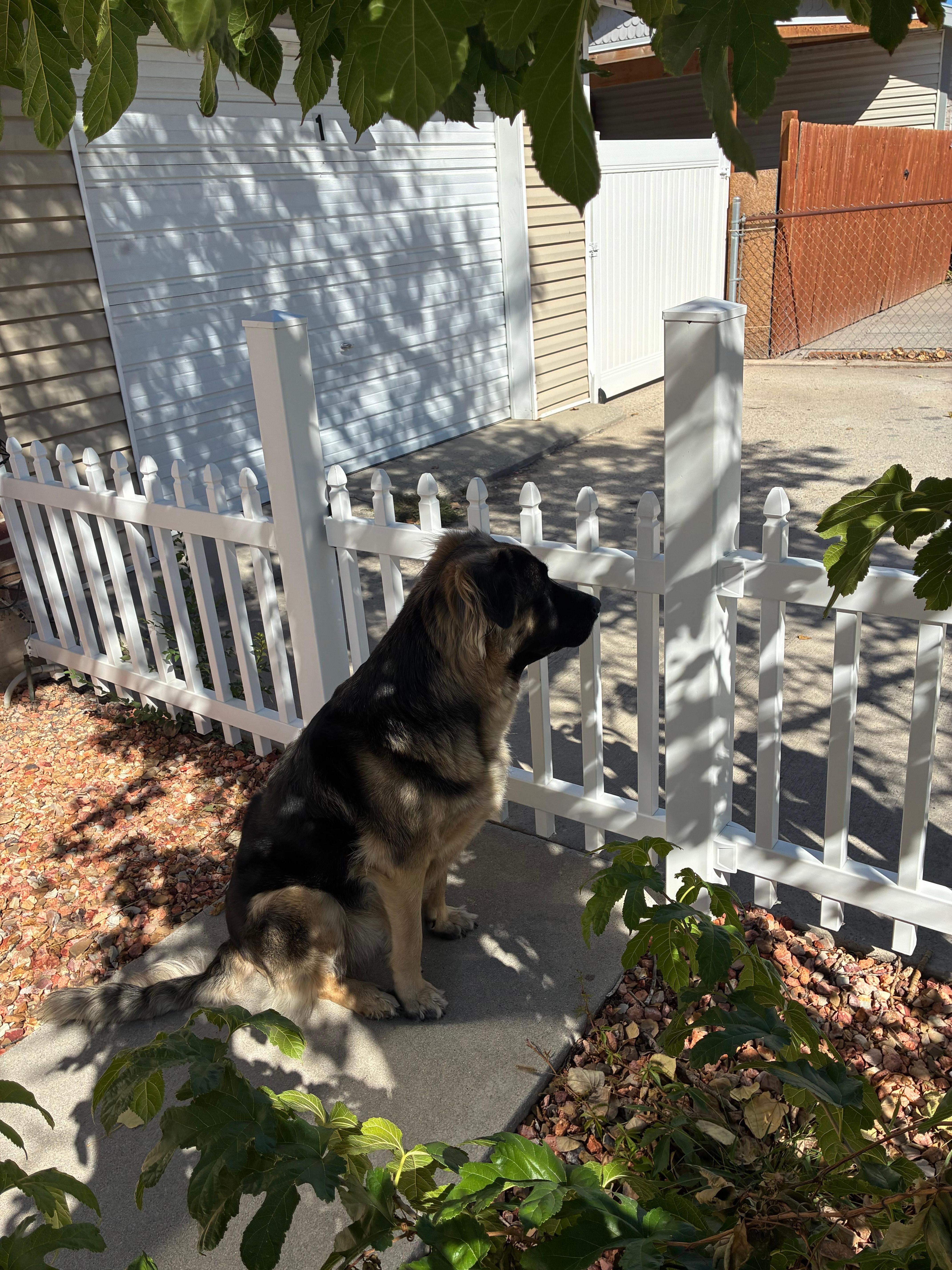 Buddy waiting at the gate!