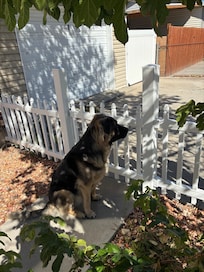 Buddy waiting at the gate!