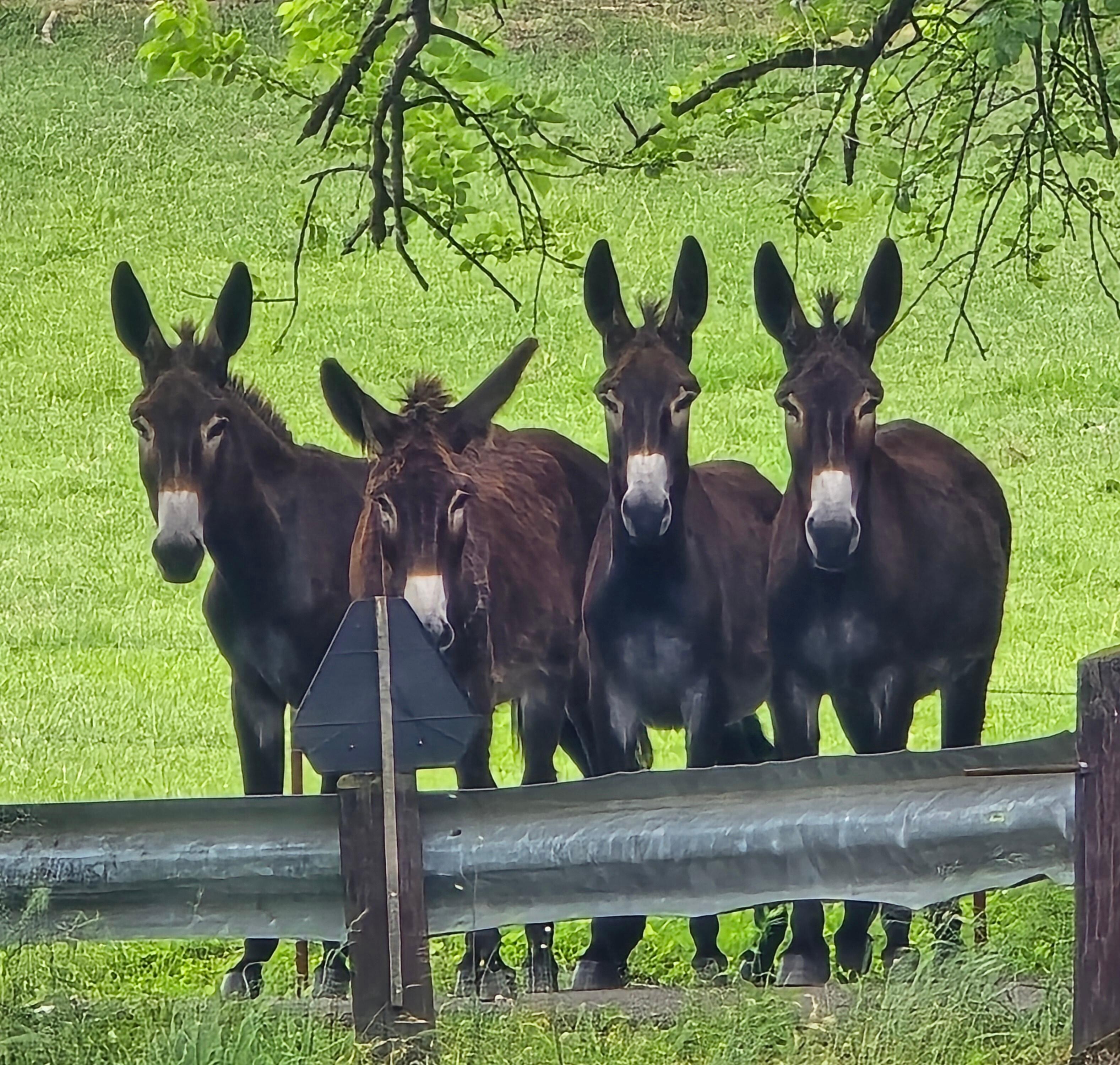 The middle pasture has these cute donkeys and 2 horses. 