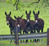 The middle pasture has these cute donkeys and 2 horses.
