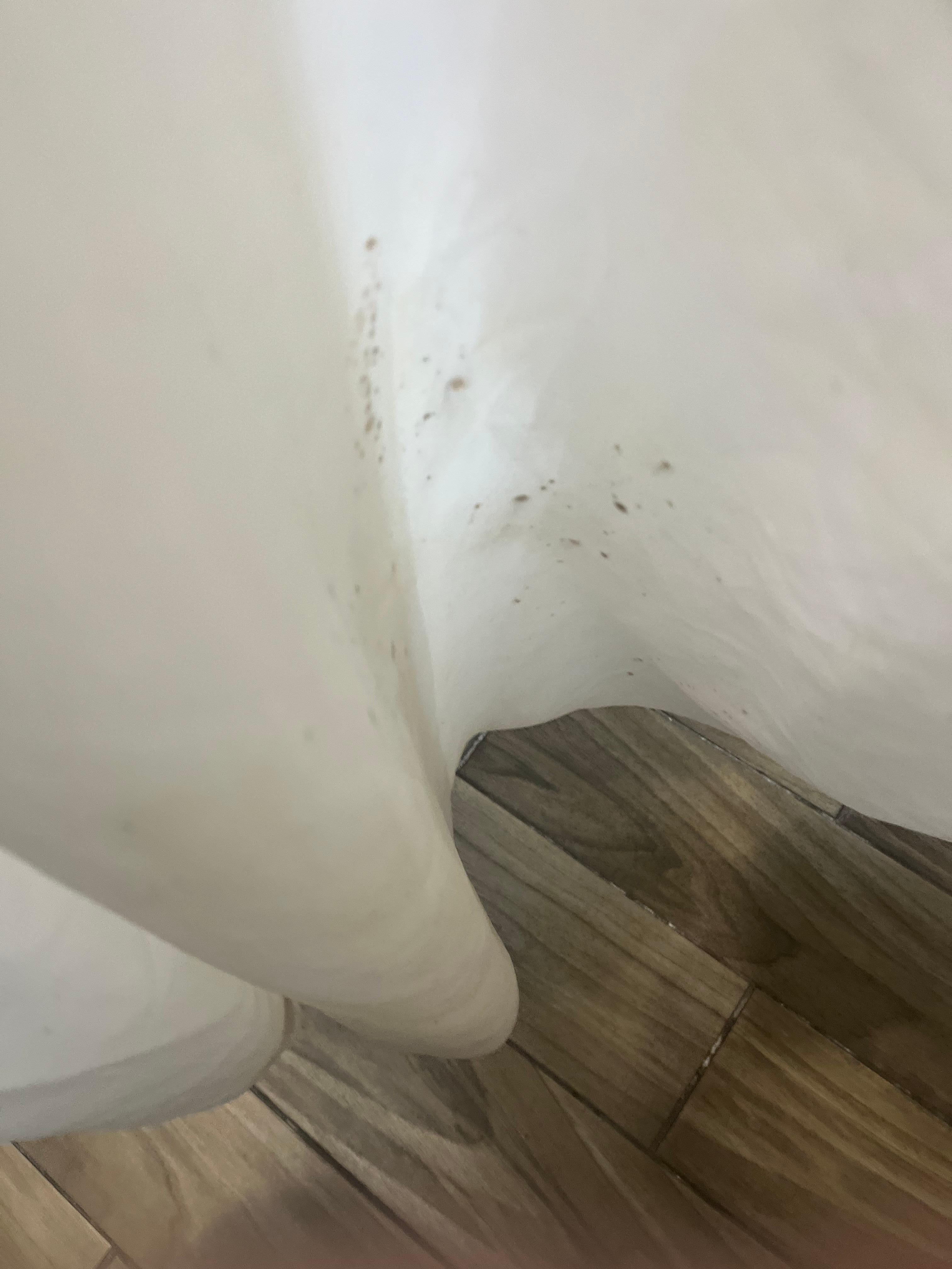 Mold on shower curtain