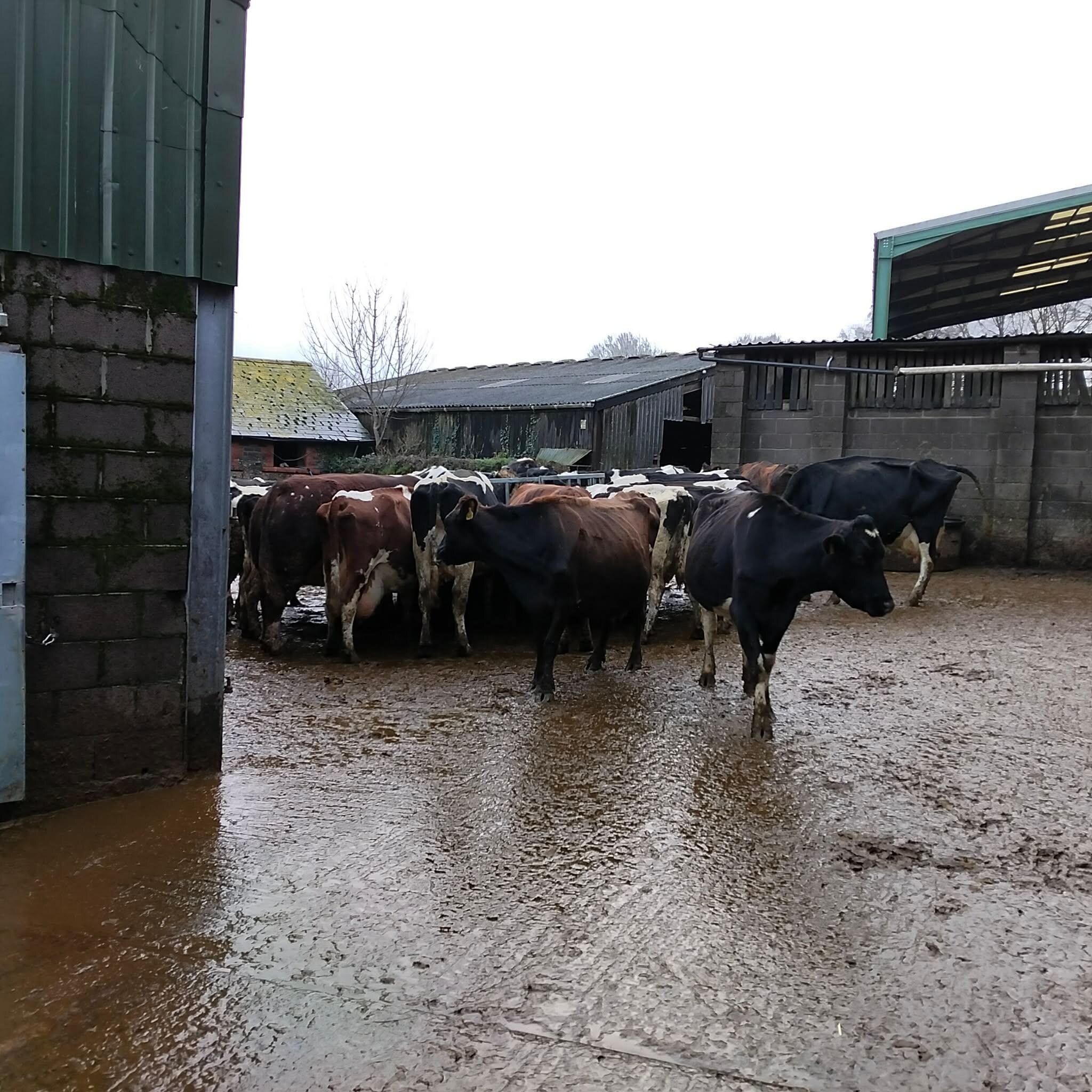 U can ask for a walk around 