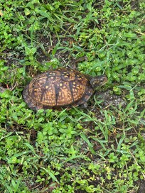 Found this little guy out for a stroll beside the driveway one morning.