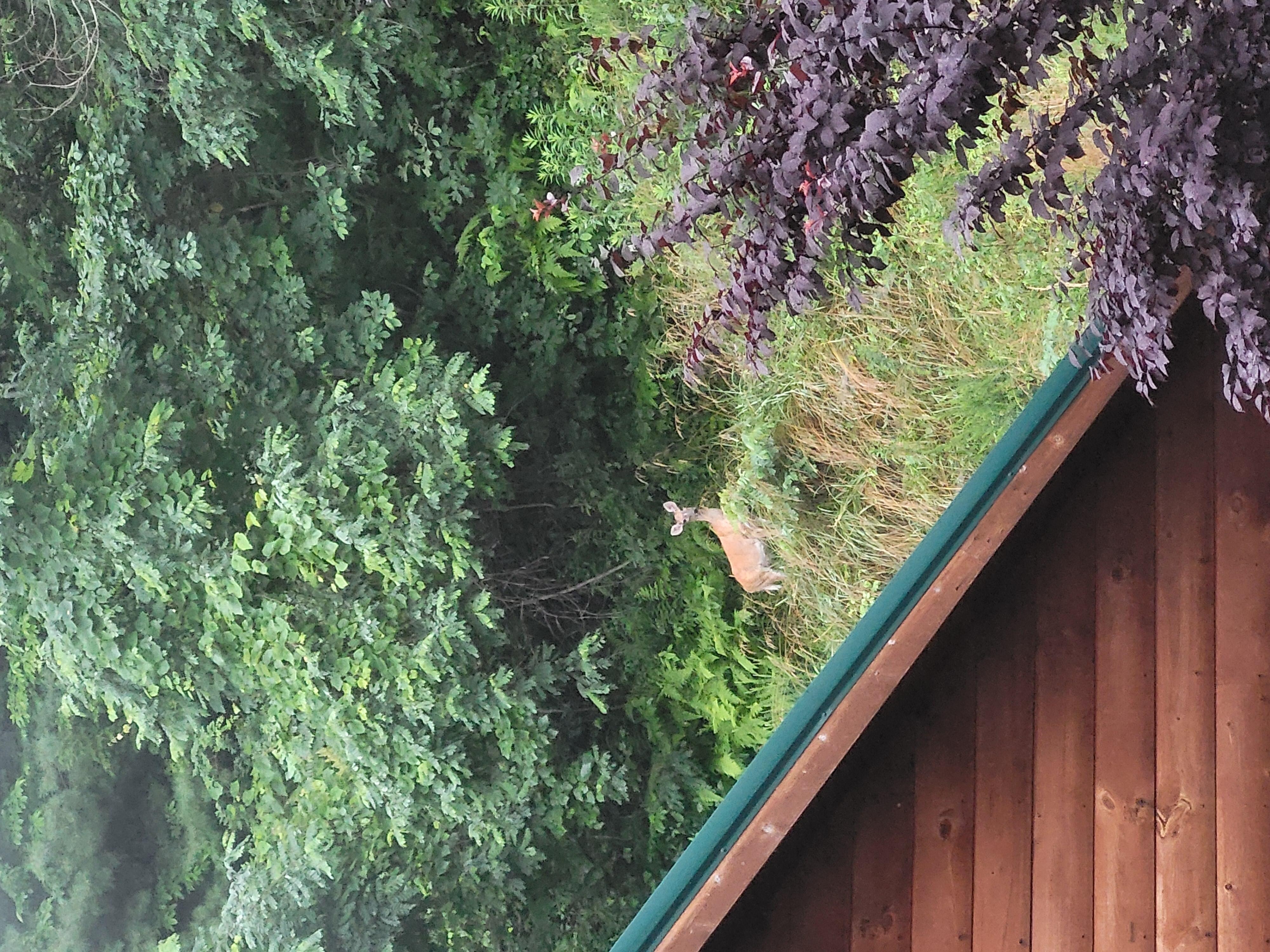 Deer from behind garage