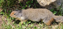 Friendly little squirrel